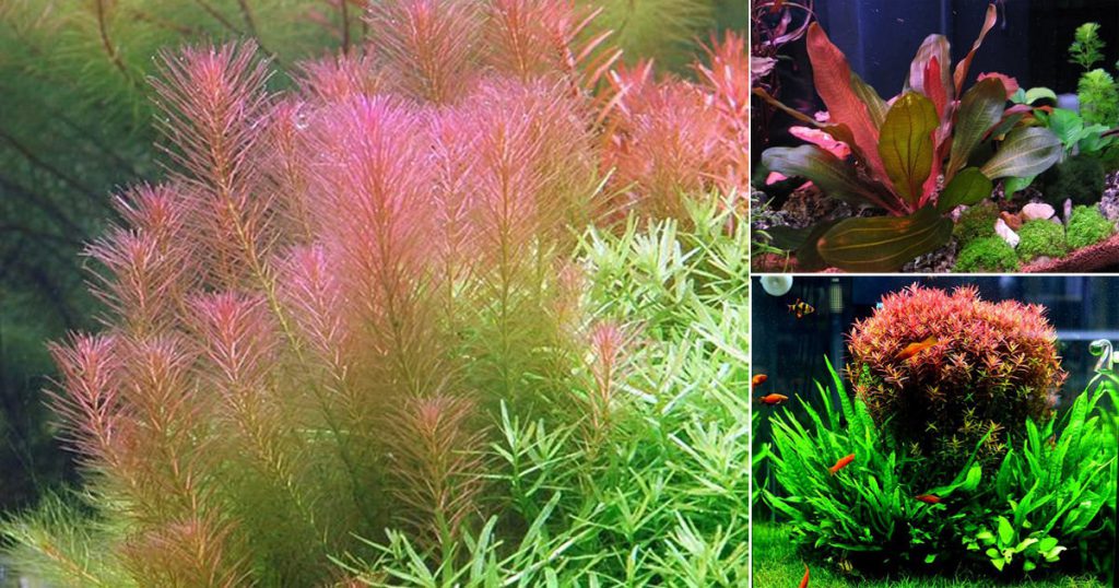 aquarium plants